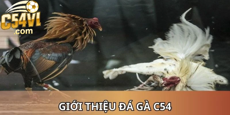 gioi-thieu-tong-quan-ve-da-ga-c54