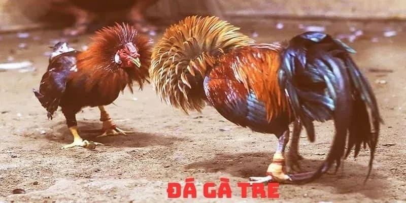 so-luoc-co-ban-ve-da-ga-tre